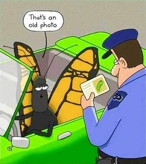butterfly ID  cartoon.jpg